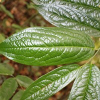 Diospyros albiflora Alston